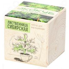 Экокуб «Лиственница сибирская»
