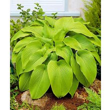 Хоста Большой мальчик