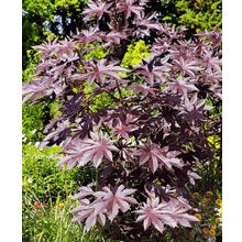 Клещевина Бронзовая пальма