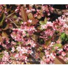 Черёмуха обыкновенная розовая Колората Padus avium colorata 0,7м 2-2,5л