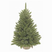 Triumph Tree (60 см) Лесная красавица 73668