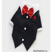 Костюм для собак "Жених"  (60см )