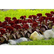 Целозия Дракула гребенчатая