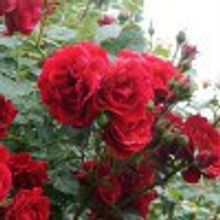 Роза Амадеус крупноцветковая плетистая, Amadeus V=2,5л НЕТ