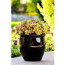 Петуния Софистика Лайм биколор