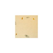 Натуральные обои Листья Сомбра Креме, 5,5х0,91 м