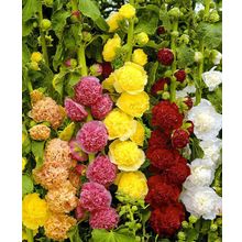 Шток-роза Чатерз Диво набор