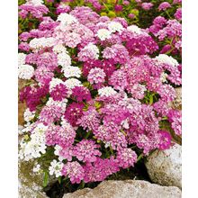 Иберис Искры набор