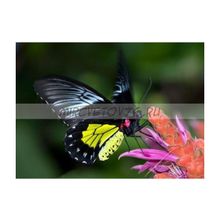 Бабочка Тройдес, птицекрылка золотистая
