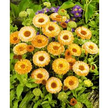 Календула Розовый сюрприз