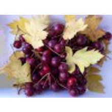 СЕМЕНА БОЯРЫШНИКА С ТЁМНО-КРАСНЫМИ ЯГОДАМИ CRATAEGUS 2 горсти НЕТ