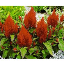 Целозия Тёмный взгляд красный