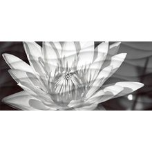 Декор Cersanit Wave Blackflowers WA2G441D 200х440