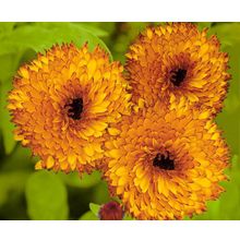 Календула Неон