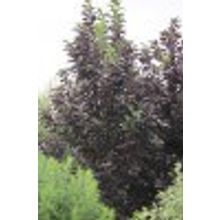 Черёмуха краснолистная Неубиенная, Шуберт 0,2-0,3м 2л Padus Atropurpurea НЕТ