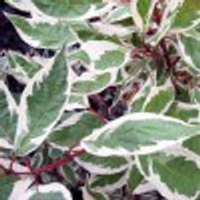 Дерен белый Элегантиссима Cornus alba Elegantissima