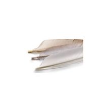 Metz Duck Quills, Dyed Black