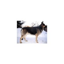 Щенки восточноевропейской овчарки .Здоровые,крепкие и очень породные!