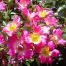 Роза Pink Drieft компактная почвопокровная Пинк Дрифт 0,5 л
