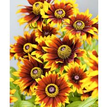 Рудбекия Осенний лес