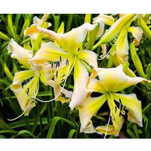 Лилейник Полёт ангелов