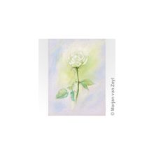 Witte roos - Белая Роза
