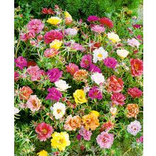 Портулак Сандал яркий набор