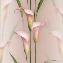 Обои Andrea Rossi 54139-8 Gorgona