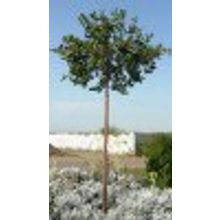 Рябина шаровидная  штамб черноплодная арония 4-6л НЕТ