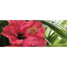 Керамическая плитка Cerrol Imperia Centro Hibiskus-1 декор 20х50