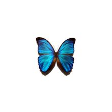 Электронная бабочка в банке Bluemorrho (Голубой Морфо)!