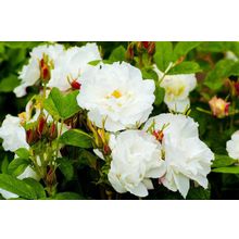 Роза канадская Луиза Багнет