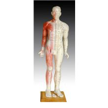 Модель для акупунктуры и анатомии - Человек (84 см)