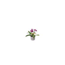 Комнатные цветы:цветущие растения:Стрептокарпус