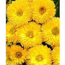 Календула Пижма Абрикос махровая