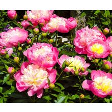 Пион Чаша красоты