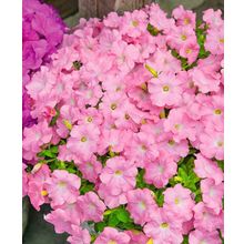 Петуния Дримс Коралловое утро