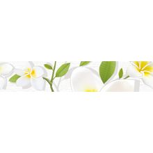 Бордюр Altacera Frangipani BW0FRG00 50х249
