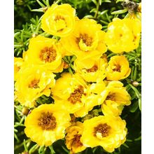 Портулак Сандал золотой