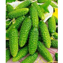 Огурцы Туми F1