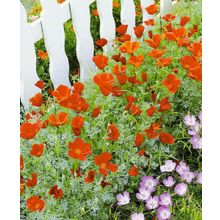 Эшшольция Красный властелин