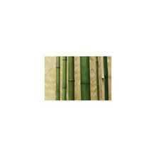 Половинка бамбука зелен. окрашен. d 40-50мм L=2,8-3м