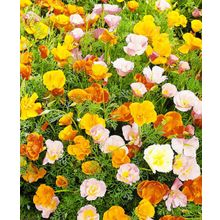 Эшшольция Колокольчики цветной набор