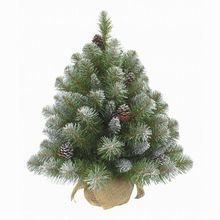 Triumph Tree (60 см) Императрица с шишками 73701