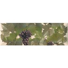 Декор Monopole Tempranillo Fresh Decor Tempranillo Crema 1 100х300