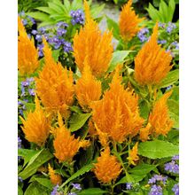 Целозия Оранжевое перо