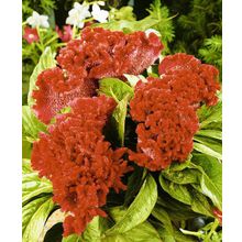 Целозия Тореадор