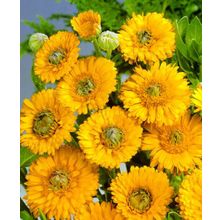 Календула Денди