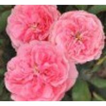 Роза Аллюр Винтер Джевел Allure Winterjewel V=2,5л НЕТ