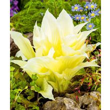 Хоста Белые перья